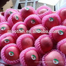 china fresh apple exporter